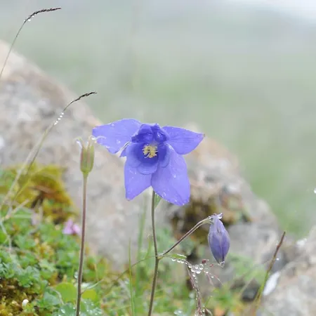 Camping-gites Au Songe Du Valier Kemp