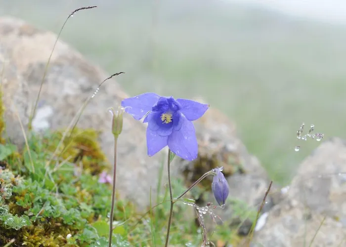 Camping-gites Au Songe Du Valier مكان تخييم